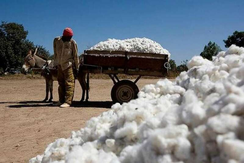 Mali : 760 000 tonnes de coton produites au titre de la campagne 2021-2022