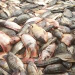 Projet de production de poissons ‘’Tilapia rouge et gris’’ sur le lac Toho : Edouard Houngbédji partage ses expériences innovantes